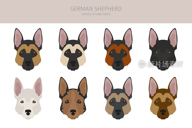 German shepherd dogs different coat colors. Shepherd characters set